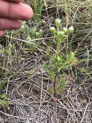 Ammoselinum popei
