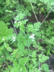 Chaerophyllum procumbens