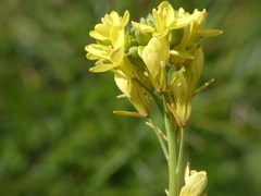 Rhamphospermum pubescens