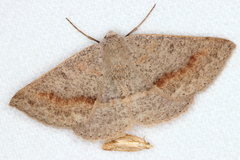 Nearcha tristificata