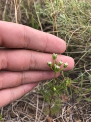 Ammoselinum popei