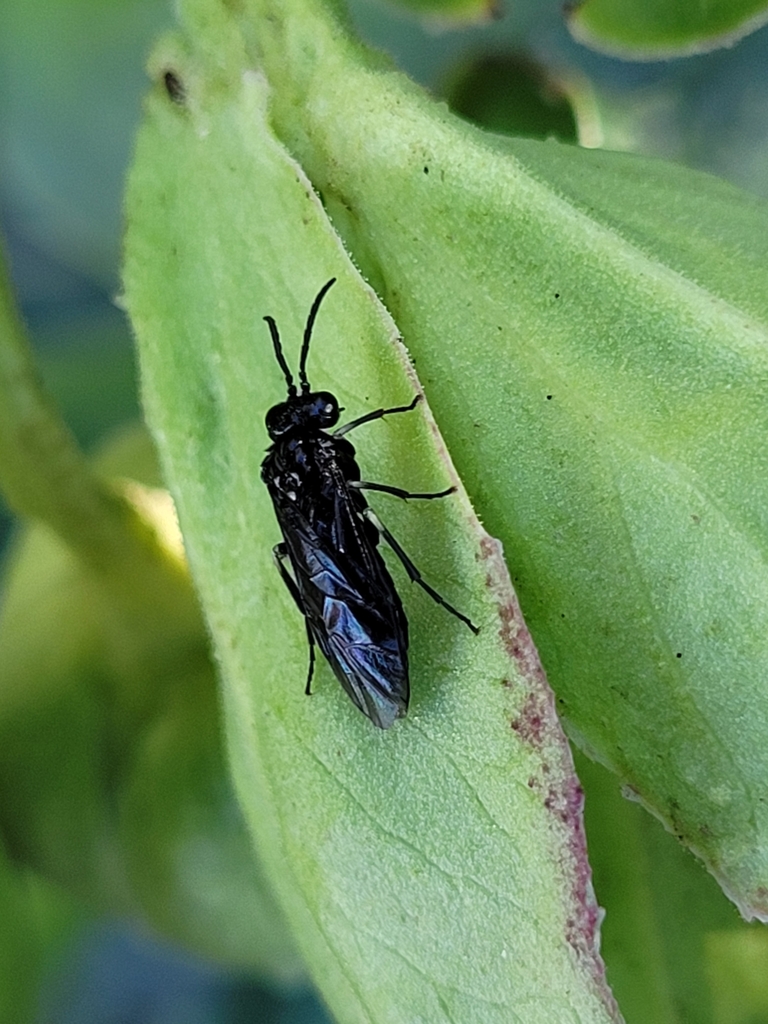 Monophadnus taegeri