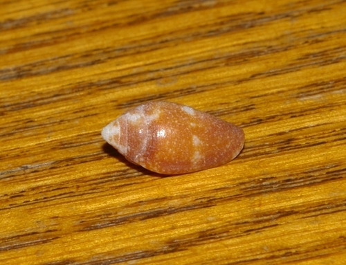 Conella ovulata observed 2024-02-04