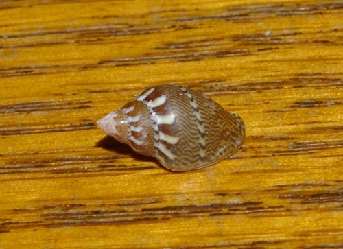 Rhombinella laevigata observed 2024-02-04