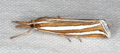 Hednota bivittella