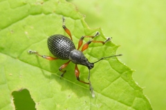 Otiorhynchus coecus