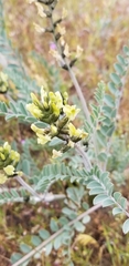 Astragalus lentiginosus nigricalycis