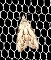 Nola pleurochorda