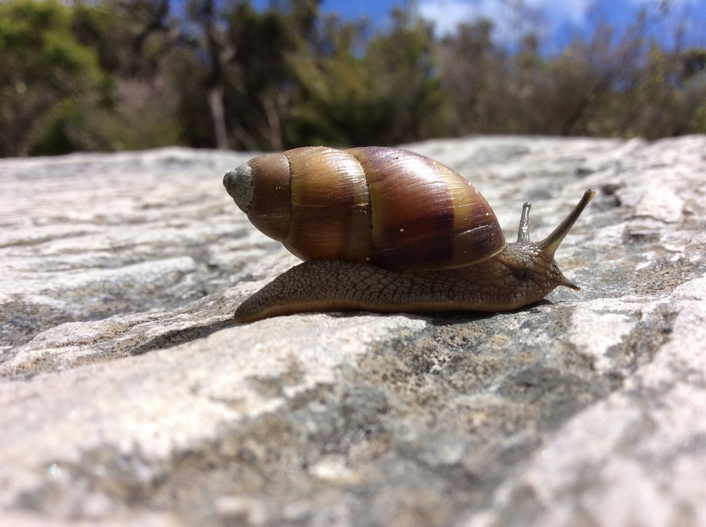 Bothriembryon glauerti