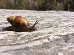 Bothriembryon glauerti