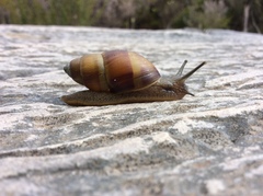 Bothriembryon glauerti