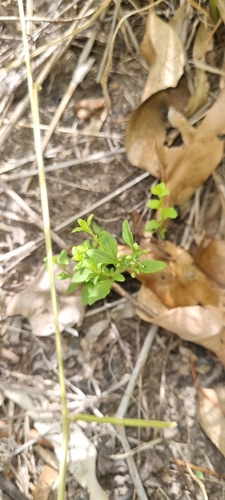 Image of Mentha satureioides by (c) murrayoke, some rights reserved (CC BY)