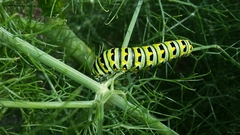 Papilio zelicaon