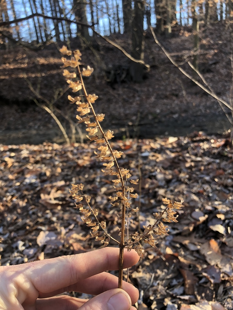 Perilla frutescens, Runnemede, NJ, USA