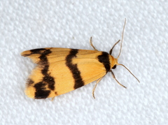 Thallarcha chrysochares