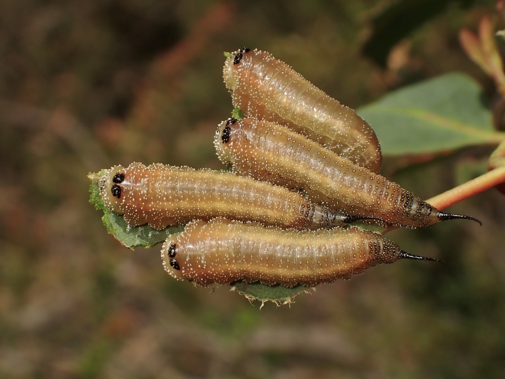 Cattle-poisoning sawfly from Gembrook VIC 3783, Australia on February 2 ...