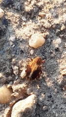 Lignyodes enucleator
