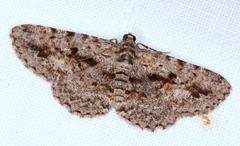 Boarmia suasaria