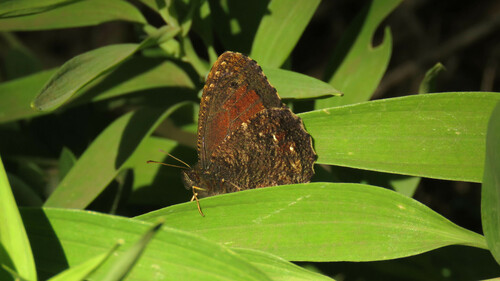 Quilaphoetosus monachus