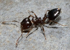 Crematogaster ashmeadi