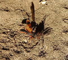 Sphictostethus isodontus