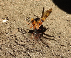 Sphictostethus isodontus