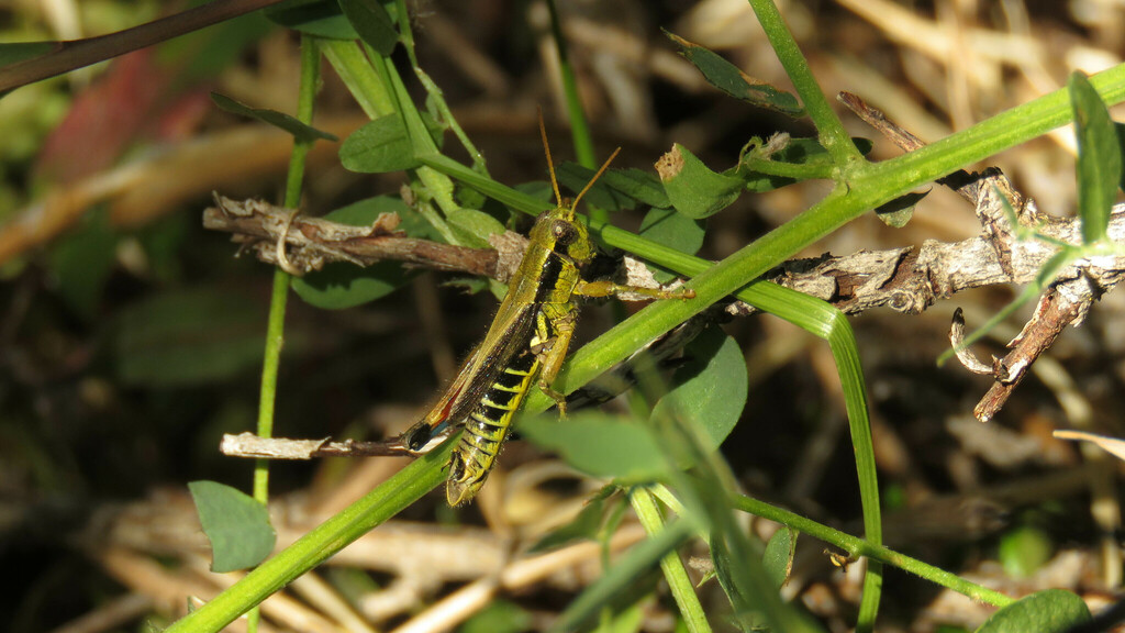 Dichroplus democraticus