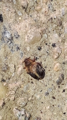 Lignyodes enucleator