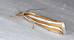 Hednota bivittella