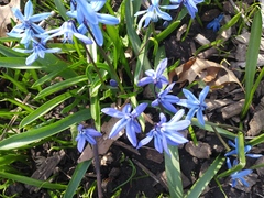 Scilla siberica