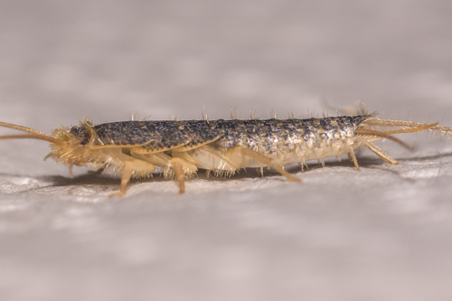 Long-tailed Silverfish, photo 2 of 10
