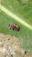 Lignyodes enucleator