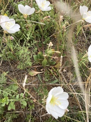 Oenothera albicaulis
