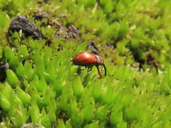 Anthonomus phyllocola