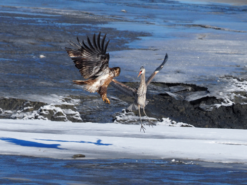 Great Blue Heron photographed in Colorado