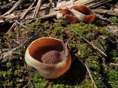 Geoscypha violacea