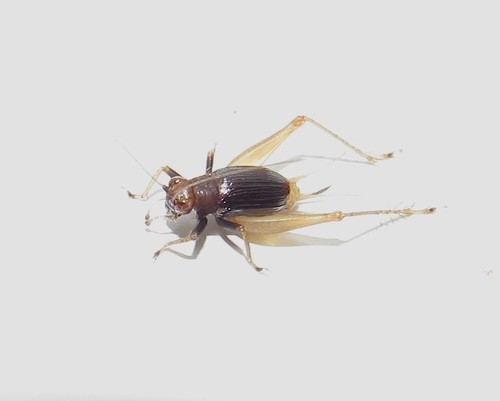 Trigonidiidae