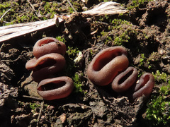 Geoscypha violacea
