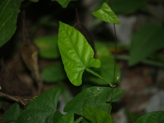 Centrosema sagittatum