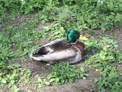Anas platyrhynchos