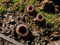 Geoscypha violacea