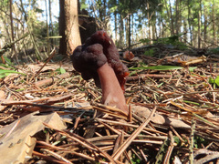 Gyromitra longipes
