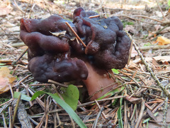 Gyromitra longipes