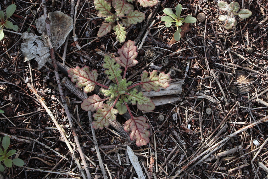 fetid-goosefoot-from-central-park-denver-co-usa-on-june-29-2021-at