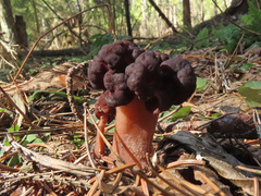 Gyromitra longipes