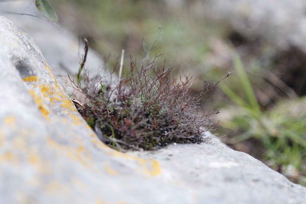 Limonium racemosum in January 2024 by Roberto Meloni · iNaturalist