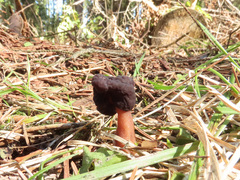 Gyromitra longipes