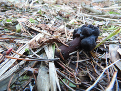 Gyromitra longipes