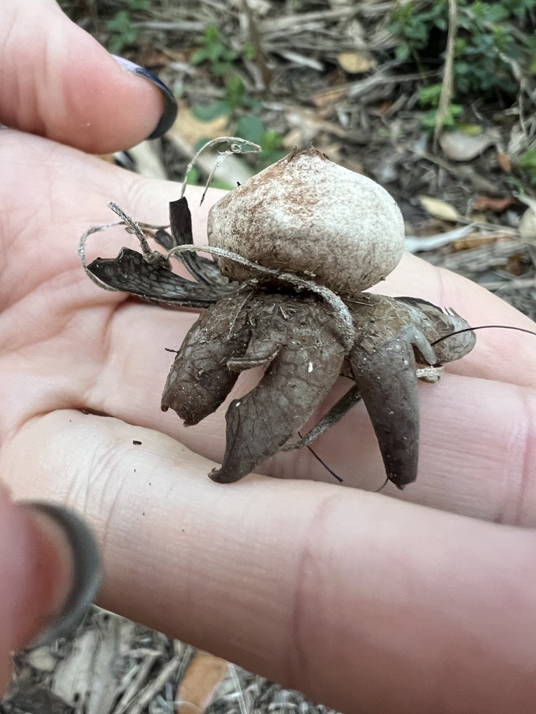 barometer-earthstars-from-rothenbach-park-sarasota-fl-us-on-february