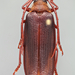 Hairy Pine Borer - Photo (c) Patrick Gorring, some rights reserved (CC BY-NC-ND), uploaded by Patrick Gorring